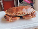 【活蟹同城包活次日達】面包蟹鮮活進(jìn)口大螃蟹黃金螃蟹禮盒 【精選】鮮活大蟹500-600g/只 曬單實(shí)拍圖