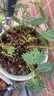 含羞草綠植陽(yáng)臺植物四季常青小巧懶人好養害羞趣味花卉盆栽室內 110#含羞草+白色豎紋吸水盆 無(wú)規格 曬單實(shí)拍圖