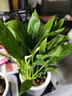 年宵花【熱銷(xiāo)款】白掌一帆風(fēng)順盆栽水培植物綠植過(guò)年裝飾擺件年貨 特級白掌10-12株帶花【基地原盆原土】 曬單實(shí)拍圖