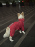 hipidog狗狗中大型犬戶(hù)外沖鋒衣金毛邊牧四腳防水秋冬四腿防風(fēng)服可調節 紅色款 2XL 曬單實(shí)拍圖