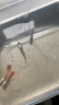 寵以沫孔雀魚(yú)純種寵物魚(yú)公母淡水熱帶繁殖下崽觀(guān)賞魚(yú)小型鳳尾魚(yú)胎生雜袍 【全紅孔雀繁殖款】2公2母 (2-4cm)漁場(chǎng)直銷(xiāo):包活到家 曬單實(shí)拍圖