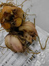 香水百合種球四季花卉好養易活盆栽室內花植物種球濃香百合花種球 迪西多頭花包活包對版 百合種球一顆 曬單實(shí)拍圖