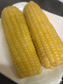 京農超東北糯玉米棒軟糯香甜真空包裝粘非水果玉米粒黏玉米苞米早餐代餐 玉米組合3黃3黑3白（250g*9支） 產(chǎn)地直發(fā) 曬單實(shí)拍圖