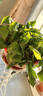 綠有意 綠蘿長(cháng)藤盆栽室內大葉垂吊植物大盆綠籮除甲醛吊綠植水培花卉蘭 360大盆短藤綠蘿帶蓄水盆一盆+肥 曬單實(shí)拍圖