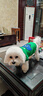 MIKI PAD狗狗衣服秋冬加厚保暖背心貓咪衣服寵物毛衣小型犬比熊泰迪雪納瑞 萌趣云朵毛衣 L 胸圍43cm(參考體重10-15斤) 曬單實(shí)拍圖