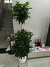 愛(ài)優(yōu)尚幸福樹(shù)盆栽客廳室內大型綠植辦公室喬遷新家綠寶凈化空氣源頭直發(fā) 曬單實(shí)拍圖