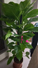 正植青年大葉綠蘿柱盆栽客廳大型綠植辦公室內除甲醛凈化空氣綠籮源頭直發(fā) 曬單實(shí)拍圖