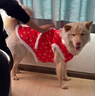 TaTanice寵物新年服裝新年裝飾品寵物店大型狗狗貓咪新年衣服新年禮物 曬單實(shí)拍圖