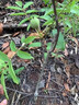 文玩核桃樹(shù)苗把玩核桃嫁接苗麻核桃樹(shù)苗獅子頭官帽四座樓當年掛果 官帽5年苗【當年結果】帶土發(fā)貨成活高 50cm-70cm高 曬單實(shí)拍圖