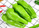 【順豐包郵】新鮮圓椒菜椒太空椒現摘現發(fā)皮薄肉厚送貨上門(mén) 凈重1斤(【嘗鮮裝，貴在快遞費】) 精選中大果，零下溫度地區請選我（泡沫箱+暖寶） 曬單實(shí)拍圖