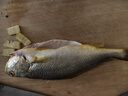 產(chǎn)地直采寧德冰鮮黃花魚(yú)400g-500g/條 曬單實(shí)拍圖