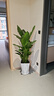 愛(ài)優(yōu)尚天堂鳥(niǎo)綠植盆栽客廳室內辦公室大型綠植好養凈化空氣源頭直發(fā) 曬單實(shí)拍圖
