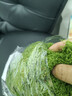 仿真苔蘚草皮青苔假草裝飾造景仿真綠植假草坪魚(yú)缸假山盆景造景用 絲狀苔蘚深綠色【50g】 曬單實(shí)拍圖