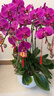元族【2小時(shí)達】大蝴蝶蘭盆栽真鮮花同城配送花長(cháng)輩生日開(kāi)業(yè)喬遷禮物 8株紫色蝴蝶蘭盆栽-吉祥如意（花盆隨機） 曬單實(shí)拍圖