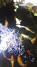 吉品紅 錦鯉飼料1000克高蛋白魚(yú)糧魚(yú)飼料中顆粒3-4mm冷水魚(yú)池塘魚(yú)觀(guān)賞魚(yú) 曬單實(shí)拍圖