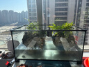 西游水族烏龜缸超白玻璃生態(tài)造景龜魚(yú)缸一體混養生態(tài)缸客廳專(zhuān)用家用飼養缸 60雨林豪華全套【缸+做好成品發(fā)貨+設備】 曬單實(shí)拍圖