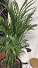 泰西絲袖珍椰子植物盆栽散尾葵大型綠植袖珍椰子1-1.2m【原盆】源頭直發(fā) 曬單實(shí)拍圖