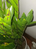 室內大型綠植大葉金鉆盆栽 四季長(cháng)青凈化空氣室內花卉盆栽 50厘米高一盆 曬單實(shí)拍圖
