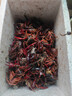 百味殿小龍蝦鮮活湖北潛江自產(chǎn)自銷(xiāo)清水稻田裝大蝦超大順豐空運 【手挑甄選-滿(mǎn)黃滿(mǎn)肉】789大號五斤(80-100只左右） 曬單實(shí)拍圖