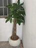 臨雅發(fā)財樹(shù)客廳盆栽大型綠植物喬遷送禮獨桿1.4-1.5m米白球盆源頭直發(fā) 曬單實(shí)拍圖