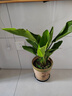 天堂鳥(niǎo)客廳大型綠植旺宅植物辦公室內好養落地大葉花卉鶴望蘭盆栽 天堂鳥(niǎo)51-61cm3棵【原土發(fā)貨不含盆】+復合肥 曬單實(shí)拍圖