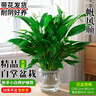 藍桂圓白掌盆栽 室內客廳好養綠植 一帆風(fēng)順凈化空氣 臺球花瓶源頭直發(fā) 曬單實(shí)拍圖