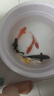 錦鯉魚(yú)活體觀(guān)賞魚(yú)活魚(yú)小型易養冷水淡水魚(yú)小魚(yú)苗錦鯉金魚(yú)好看錦鯉 13-15cm 六彩錦鯉套餐6條 曬單實(shí)拍圖