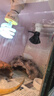 REPTIZOO瑞皮陶瓷加熱燈爬寵鸚鵡無(wú)光蜥蜴鬃獅蜥燈泡 50W 曬單實(shí)拍圖