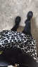 雪茜曼辣妹豹紋包臀裙女冬季新款高腰修身顯瘦短裙半身靴裙 曬單實(shí)拍圖