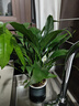 花財主盆栽懶人好養綠植組合辦公室內水培小盆栽花卉凈化空氣植物綠蘿 特級白掌帶花發(fā)貨【吸水盆】+肥料 曬單實(shí)拍圖