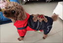 阿莫爾狗狗衣服冬季保暖加厚小熊背帶褲泰迪比熊雪納瑞小型犬貓咪四腳衣 背帶小熊裝 XS 曬單實(shí)拍圖