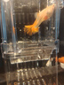 小魚(yú)缸隔離盒孔雀魚(yú)繁殖飼養盒小魚(yú)孵化盒觀(guān)賞魚(yú)孵化器產(chǎn)卵房 單房大號 + 豐年蝦卵(幼魚(yú)吃)15g 曬單實(shí)拍圖
