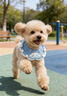 嬉皮狗（hipidog）大耳狗正品聯(lián)名寵物針織圍兜小型犬泰迪比熊貓圍脖口水巾狗狗項圈 邦迪藍 M（建議體重12斤以?xún)龋?曬單實(shí)拍圖