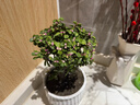 盆栽水培多肉植物室內花卉辦公老樁綠植凈化好養肉肉盆景 老樁金枝玉葉(獨桿棒棒糖形)+細紋綠葉陶瓷 含盆 曬單實(shí)拍圖