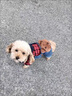 阿莫爾狗狗衣服秋冬裝新款泰迪比熊博美貓咪寵物四腳背帶褲小型幼犬棉服 背帶小熊【紅格】 XS 曬單實(shí)拍圖
