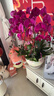 鮮花情大花蝴蝶蘭盆栽帶花盆【專(zhuān)人送花】喬遷禮物送爸媽長(cháng)輩同事 6株紫色蝴蝶蘭-底盆隨機可選 今日達-同城配送到家-可預定 曬單實(shí)拍圖