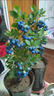 大果藍莓樹(shù)苗庭院陽(yáng)臺植物盆栽地栽果樹(shù)苗藍莓南北方種植當年結果 （北方）兔眼 5年苗【當年結果】 曬單實(shí)拍圖