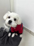 阿莫爾狗狗衣服秋冬款加絨保暖四腳衣泰迪比熊博美中小型犬寵物貓咪棉衣 小熊四腳衣 XS 曬單實(shí)拍圖