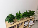 綠蘿盆栽室內客廳綠植花卉 家用凈化空氣綠籮植物吸除甲醛吊蘭 高26CM【吸水雙層盆】4盆+5肥 曬單實(shí)拍圖