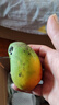正宗小臺農芒果新鮮水果小芒果鮮果整箱應季當季海南熱帶水果 【大果】果肉飽滿(mǎn)人氣推薦 小臺芒3斤凈 曬單實(shí)拍圖