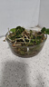 萌肉居銅錢(qián)草招財水培植物桌面盆栽綠植銅錢(qián)草草根+玻璃小圓球源頭直發(fā) 曬單實(shí)拍圖