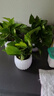 【綠蘿盆栽】吸甲醛凈化空氣水培綠植物懶人花卉好養搬家禮物全 【熱銷(xiāo)5盆】綠蘿+白色南瓜盆自吸水 整體含盆高度20-25cm 曬單實(shí)拍圖