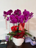 元族【2小時(shí)達】大蝴蝶蘭盆栽蘭花同城配送鮮花送父母長(cháng)輩禮物年宵花 【鴻運當頭】6株紫色蝴蝶蘭盆栽（花盆隨機） 曬單實(shí)拍圖