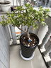 花盆 陶瓷托盤(pán)帶輪天堂鳥(niǎo)特大號大口徑30以上的發(fā)財樹(shù)大綠植 32*45cm黑螺旋+剛化輪子 曬單實(shí)拍圖