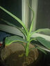 大葉綠植芭蕉樹(shù)苗觀(guān)賞芭蕉樹(shù)苗盆栽地栽耐寒抗旱四季常青帶土帶葉 大葉芭蕉苗 高20厘米(帶土帶葉) 曬單實(shí)拍圖