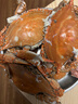 【活蟹發(fā)貨】萊州梭子蟹鮮活母滿(mǎn)黃紅膏母蟹特大螃蟹海鮮禮盒鮮活 【活蟹】碼頭直發(fā)-滿(mǎn)黃滿(mǎn)膏母蟹 【鮮活發(fā)】精選特大梭子蟹4斤8-9只 曬單實(shí)拍圖