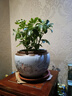 【八方來(lái)財】發(fā)財樹(shù)鴨腳木盆栽四季常青桌面防輻射花卉盆景 八方來(lái)財25-35厘米4顆【原盆】 送肥料 曬單實(shí)拍圖