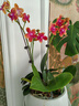歐芽  蝴蝶蘭盆栽帶花劍蘭花大苗客廳室內植物耐寒花卉好養活 雙梗帶花【金蝶+育苗盆】 曬單實(shí)拍圖