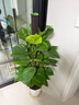 卉優(yōu)大葉綠蘿柱幸福樹(shù)發(fā)財樹(shù)大型植物開(kāi)業(yè)喬遷客廳辦公室內好養綠植 同款低價(jià)|大葉綠蘿柱1.4-1.5米【鉆石盆】 主圖盆 曬單實(shí)拍圖