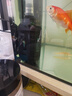 魚(yú)呼吸魚(yú)缸底吸變頻潛水泵 YHX-057-8W 假山池低循環(huán)抽水小型吸糞器 曬單實(shí)拍圖
